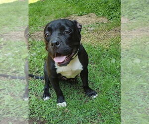 Bulldog-Unknown Mix Dogs for adoption in Benton, PA, USA