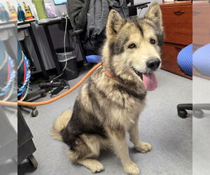 Alusky Dogs for adoption in Long Beach, CA, USA
