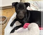 Small Photo #9 Dachshund-Labrador Retriever Mix Puppy For Sale in Princeton, MN, USA