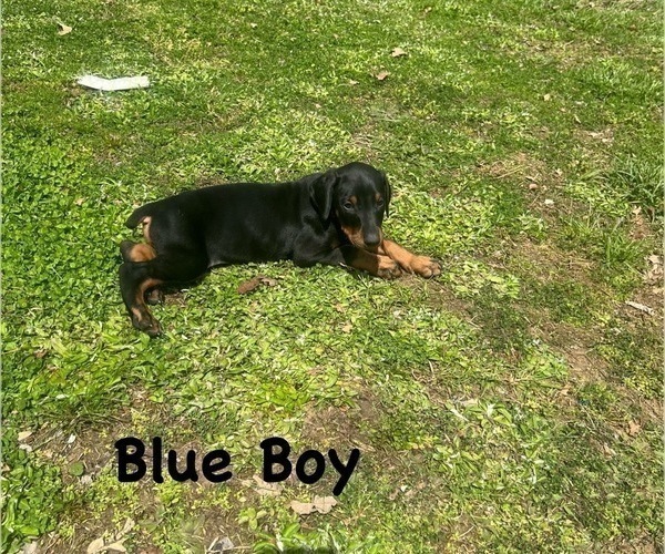 Medium Photo #10 Doberman Pinscher Puppy For Sale in NEW KENT, VA, USA