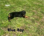 Small Photo #10 Doberman Pinscher Puppy For Sale in NEW KENT, VA, USA