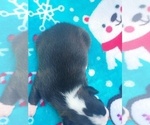 Small Photo #5 Boston Terrier Puppy For Sale in ROCKY COMFORT, MO, USA