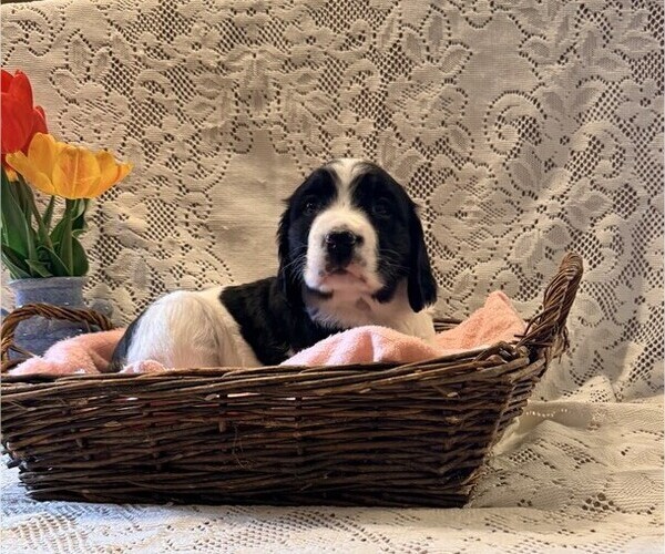 Medium Photo #5 English Springer Spaniel Puppy For Sale in OWEN, WI, USA