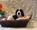 Small #4 English Springer Spaniel