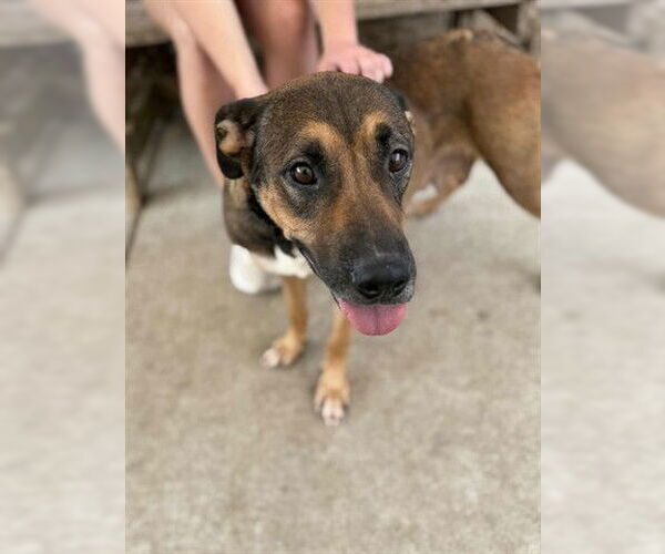 Medium Photo #1 German Shepherd Dog-Unknown Mix Puppy For Sale in Tulsa, OK, USA