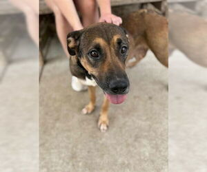 German Shepherd Dog-Unknown Mix Dogs for adoption in Tulsa, OK, USA