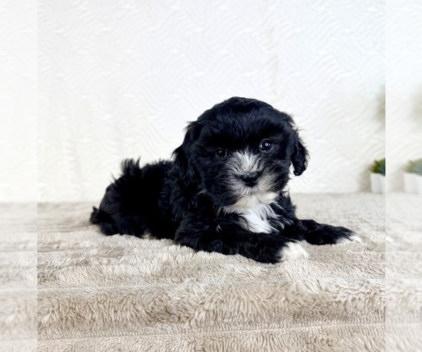 Medium Photo #1 ShihPoo Puppy For Sale in GREENFIELD, IN, USA