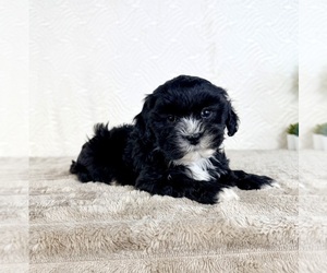 ShihPoo Puppy for sale in GREENFIELD, IN, USA