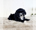 Small ShihPoo