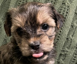 Small Photo #1 Shorkie Tzu Puppy For Sale in FAIRBORN, OH, USA