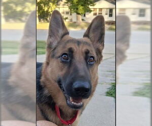 German Shepherd Dog Dogs for adoption in Kansas City, MO, USA