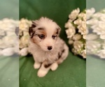 Small Photo #1 Australian Shepherd Puppy For Sale in SPRINGFIELD, MN, USA