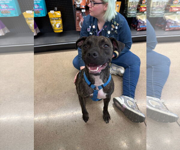 Medium Photo #13 American Staffordshire Terrier-Boxer Mix Puppy For Sale in Germantown, OH, USA