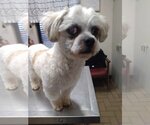 Small Photo #4 Shih Tzu-Unknown Mix Puppy For Sale in New York, NY, USA