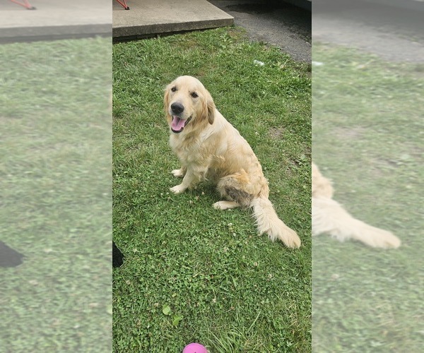 Medium Photo #1 Golden Retriever Puppy For Sale in KNOXVILLE, TN, USA