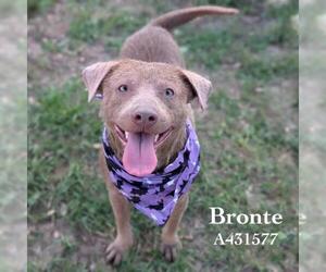 Mutt Dogs for adoption in Conroe, TX, USA