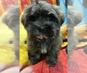 Great Dane Puppy for sale in LIVONIA, MI, USA
