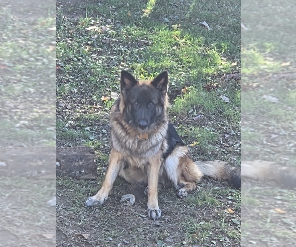 Medium Photo #1 German Shepherd Dog Puppy For Sale in WATERBURY, CT, USA