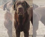 Small #11 Labrador Retriever