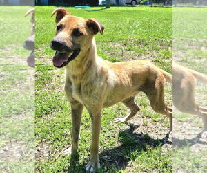 Vincent - Male Black Mouth Cur-Unknown Mix Dog for Adoption - Photo #2