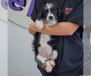 Camie - Female Mutt Dog for Adoption - Photo #3