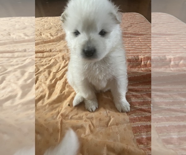 Medium Photo #2 Samoyed Puppy For Sale in LITTLE FALLS, MN, USA