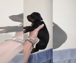 Puppy Pink collar Doberman Pinscher