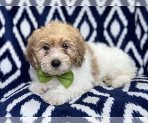 Lhasa-Poo Puppy for sale in LAKELAND, FL, USA