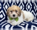 Small Photo #1 Lhasa-Poo Puppy For Sale in LAKELAND, FL, USA