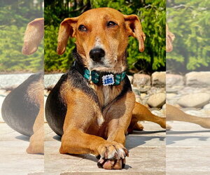 Beagle-Unknown Mix Dogs for adoption in Germantown, OH, USA