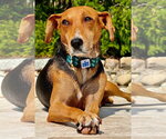 Ilia - Female Beagle-Unknown Mix Dog for Adoption - Small photo