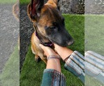 Small Photo #1 Belgian Malinois Puppy For Sale in BEAVERTON, OR, USA