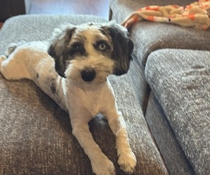 Father of the Aussiedoodle-Labradoodle Mix puppies born on 07/15/2025