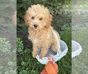 Cockapoo (Miniature) Puppy for sale in MIDDLEBURY, IN, USA