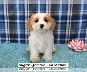 Cavachon Puppy for sale in HOPKINSVILLE, KY, USA