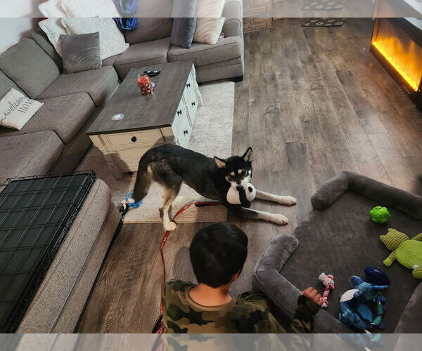 Medium Photo #3 Huskies -Unknown Mix Puppy For Sale in San Jose, CA, USA