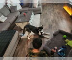 Small #2 Huskies  Mix