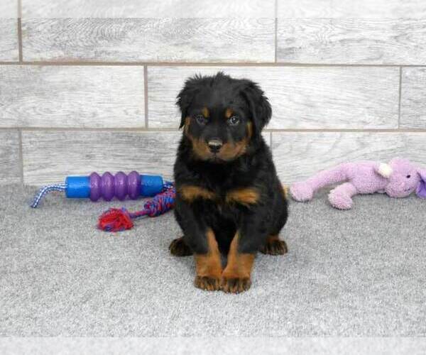 Medium Photo #1 Rottweiler Puppy For Sale in OGDEN, UT, USA