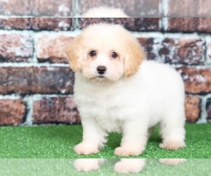 Poodle (Miniature) Puppy for sale in BEL AIR, MD, USA