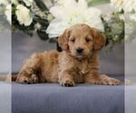 Small Photo #3 Goldendoodle (Miniature) Puppy For Sale in EAST EARL, PA, USA