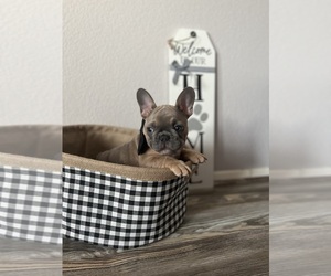 French Bulldog Puppy for sale in VICTORVILLE, CA, USA