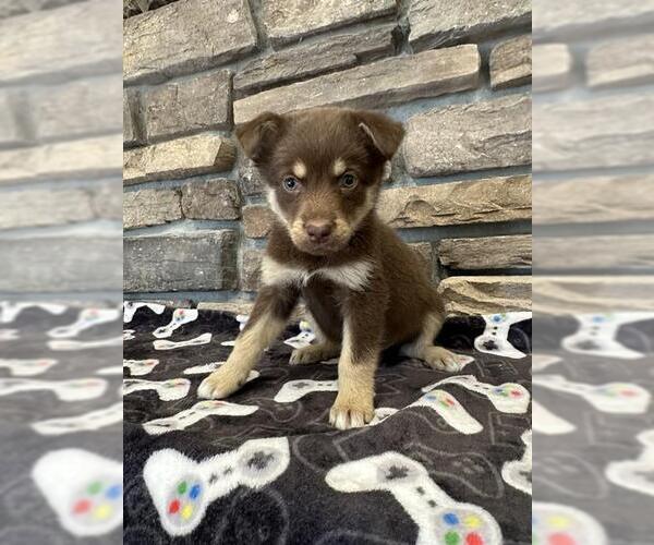 Medium Photo #1 German Shepherd Dog Puppy For Sale in Stockton, CA, USA