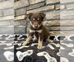 Small German Shepherd Dog