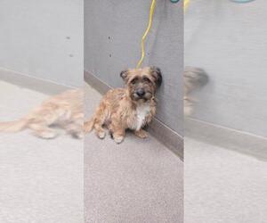 Mutt Dogs for adoption in Las Vegas, NV, USA