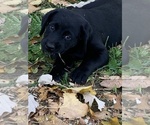 Puppy 3 Labradoodle-Labrador Retriever Mix