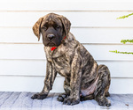 Small #3 Mastiff