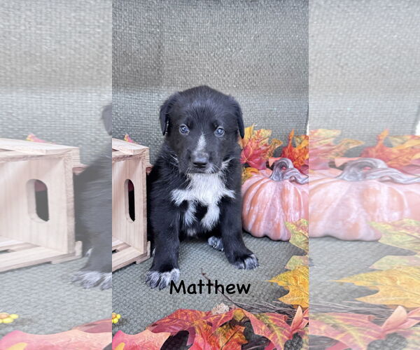 Medium Photo #2 Sheprador Puppy For Sale in Fort Worth, TX, USA