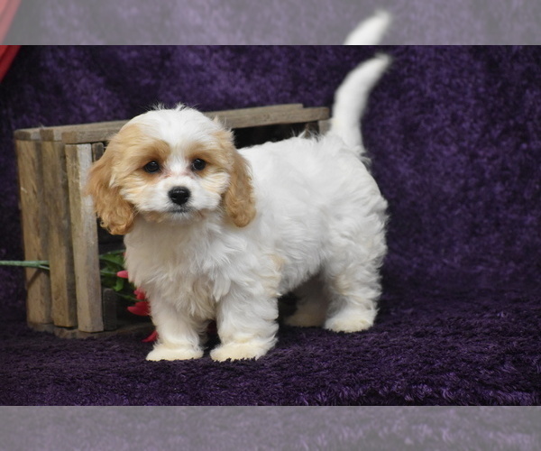 Medium Photo #3 Cavachon Puppy For Sale in ELDORADO, OH, USA