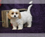 Small #2 Cavachon
