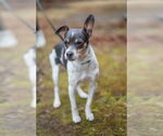 Small #9 Rat Terrier